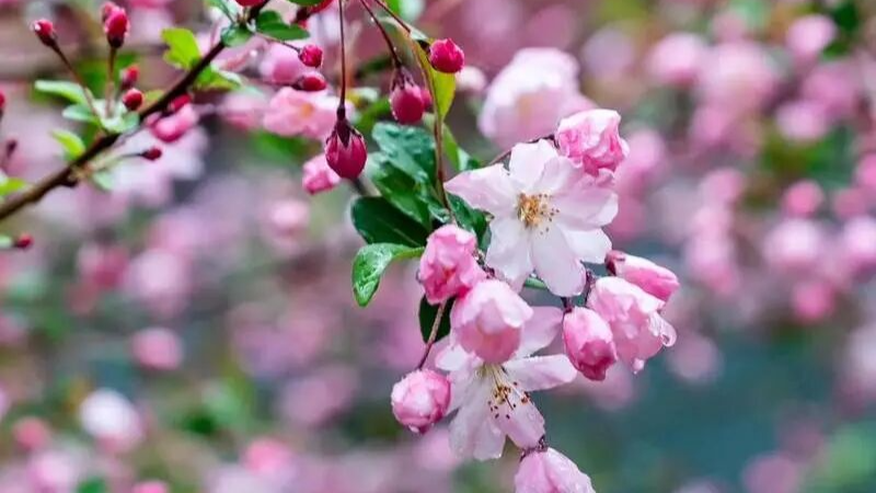 春日限定浪漫！郑州最全赏花线路，承包你的整个春天