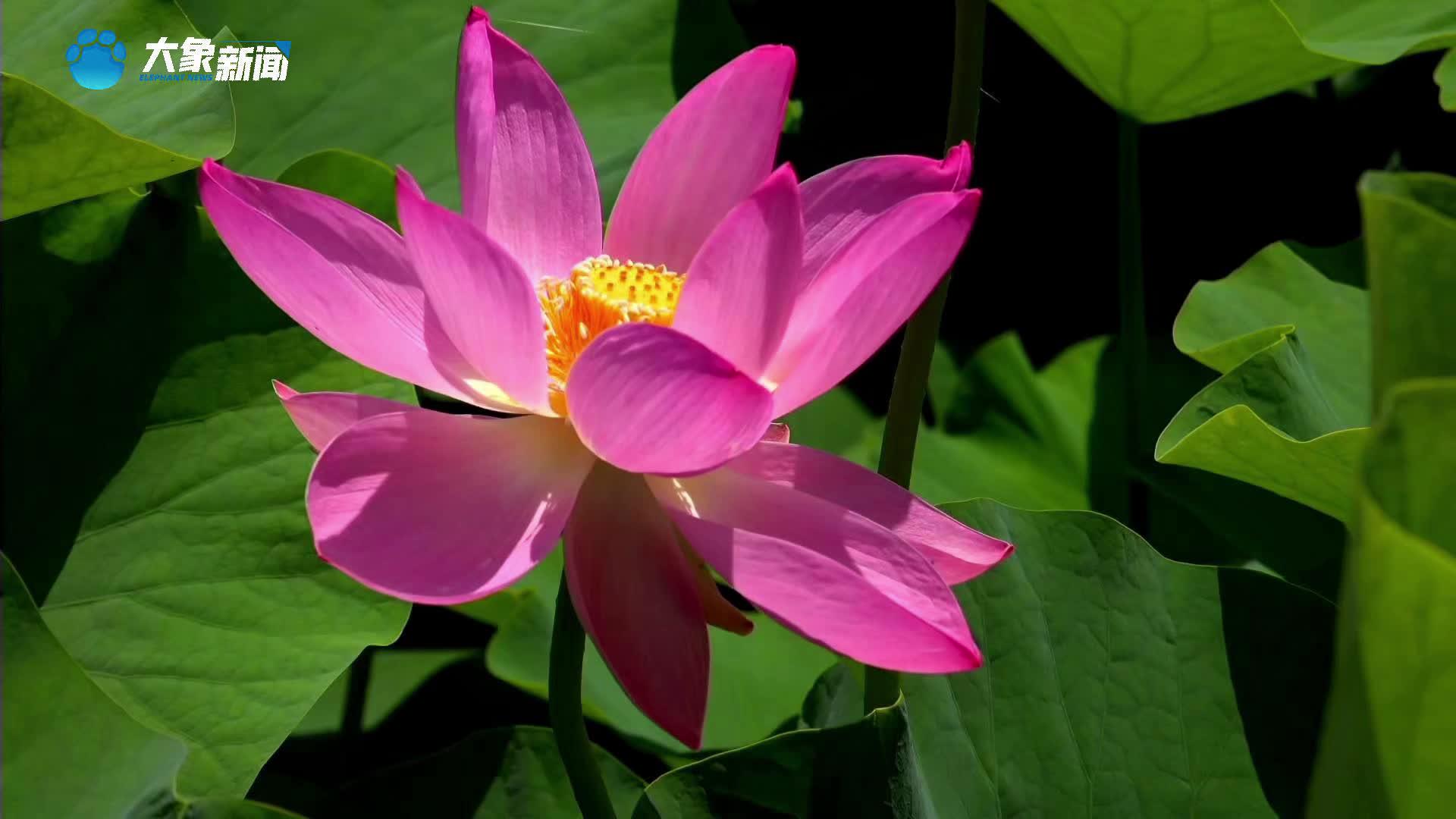 河南郸城：荷花竞放 与你相约