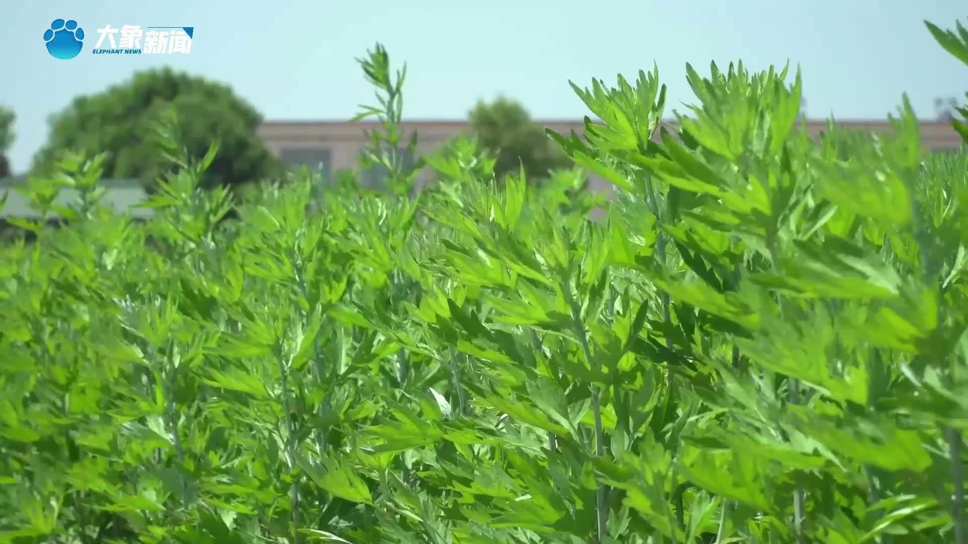 河南南阳：端午氛围浓    艾草香包走俏
