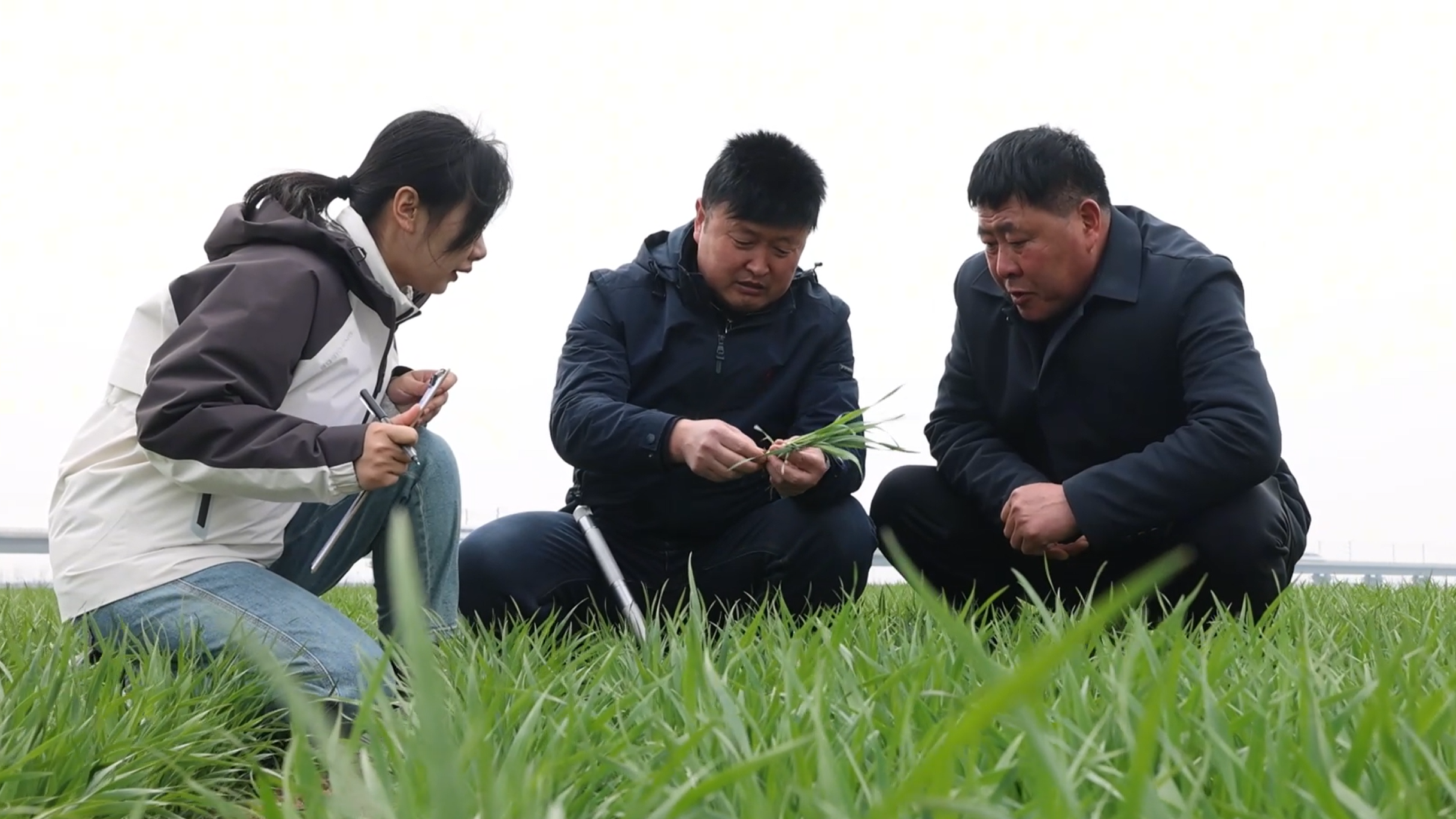 【在央广听河南】新乡卫辉：弱苗“长壮”记