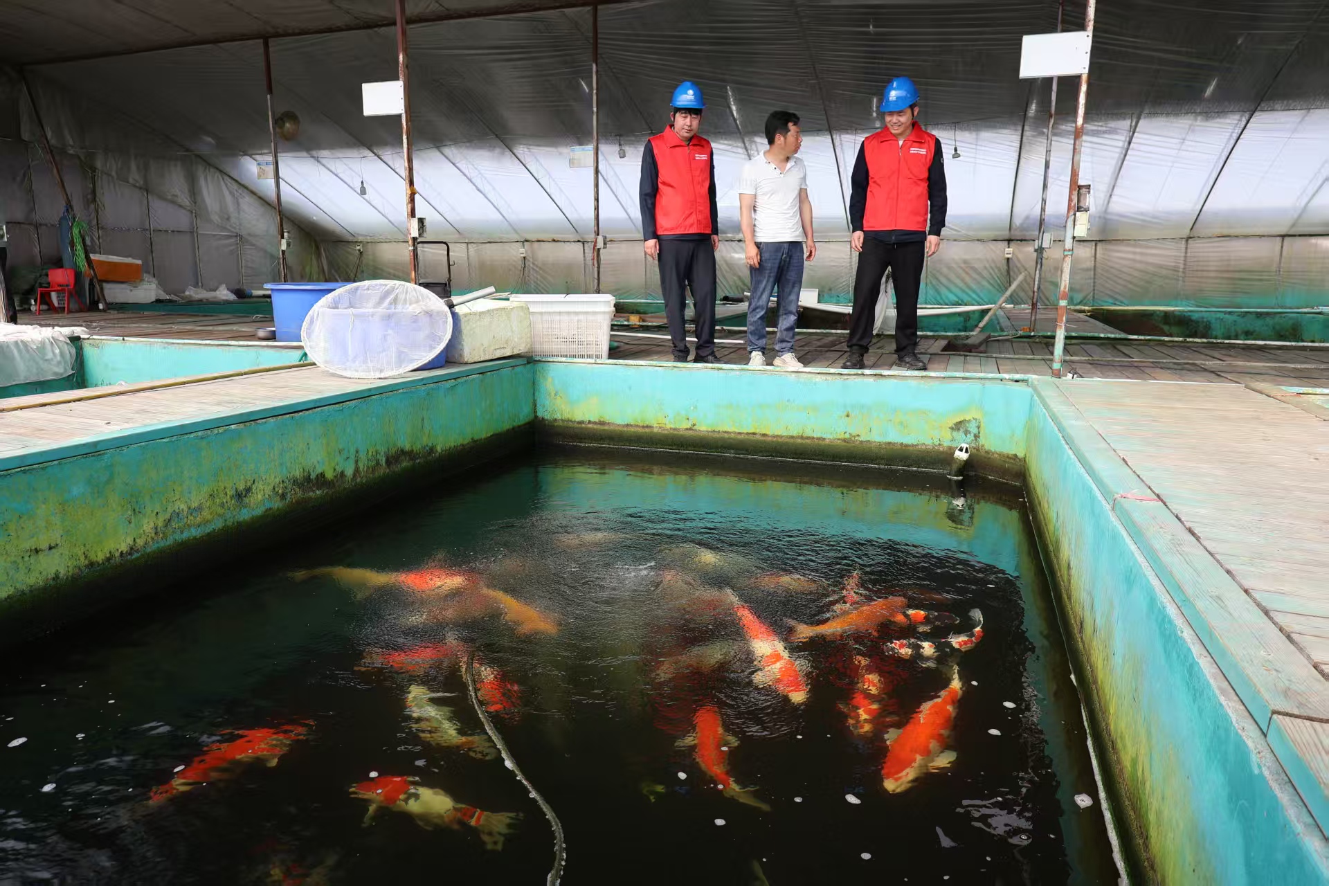 国网泌阳县供电公司：电力护航锦鲤跃 优质服务产业兴