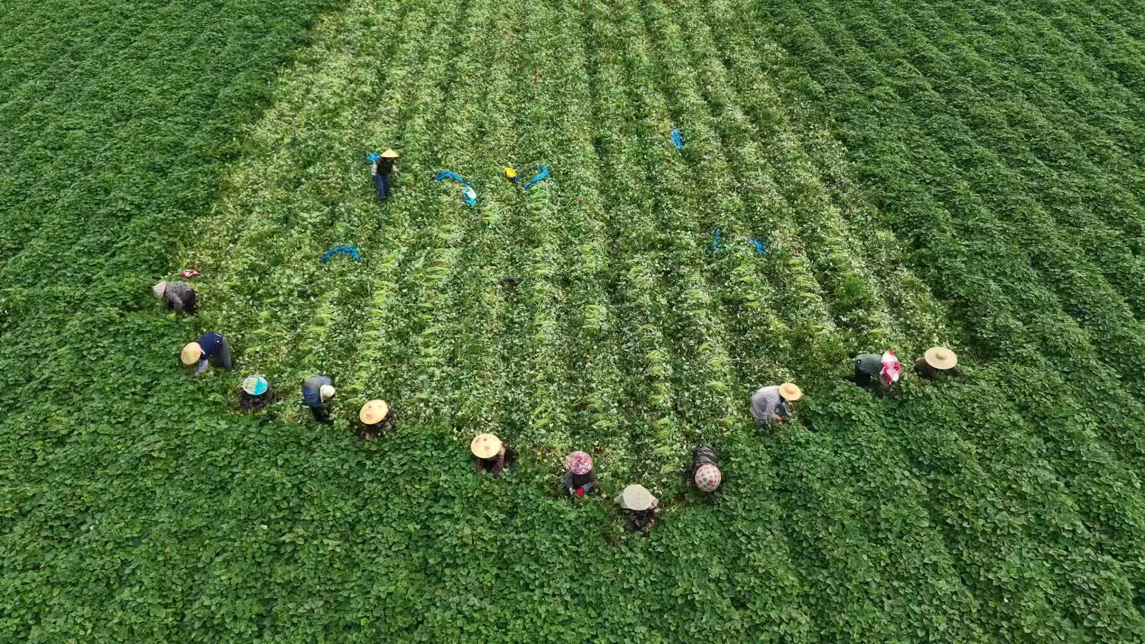 上蔡十万株优质红薯苗扎根台江