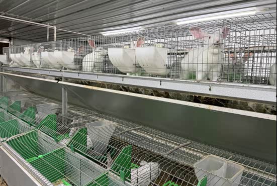 驻马店市驿城区：肉兔养殖链起大产业 “蹦”出致富