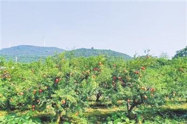 平顶山卫东区北部环山生态路铺展富足新画卷