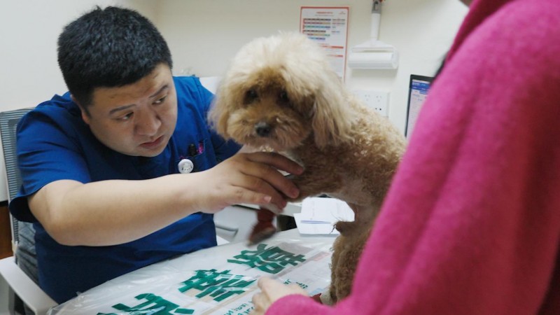 瑞派宠物医生：专攻“硬骨头”，妙手焕活“自由奔跑”骨科方案