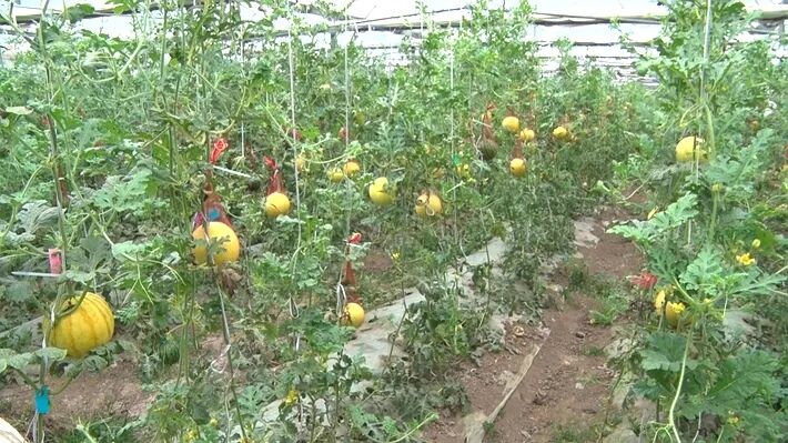遂平县春来番茄甜瓜种植基地迎来丰收季