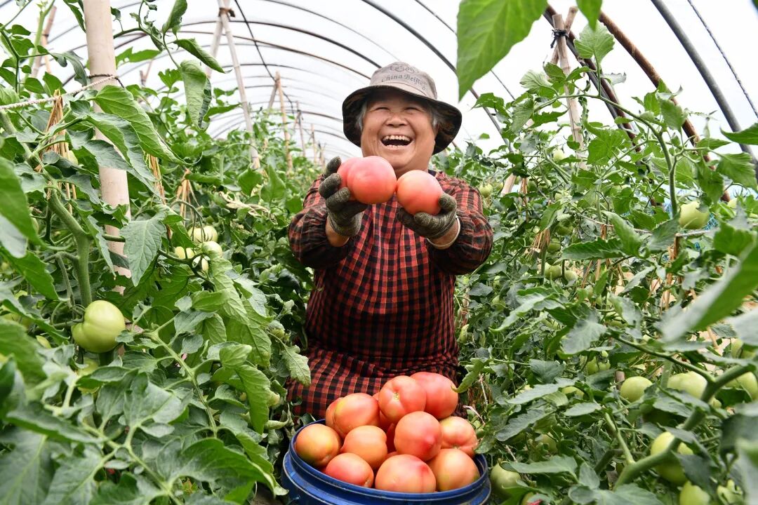 新蔡：特色种植地生“金”