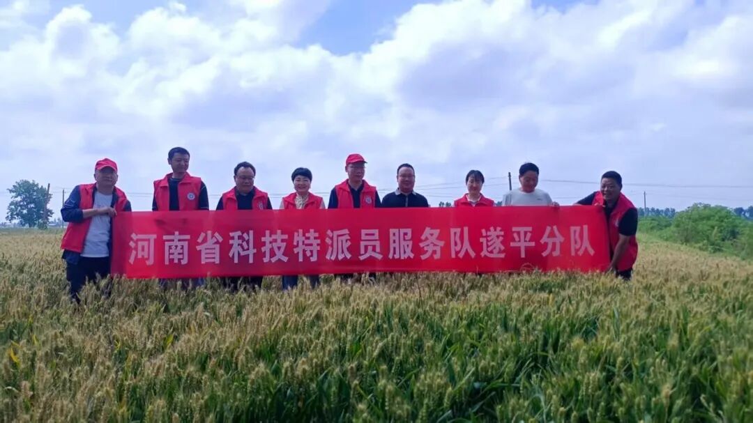 雨后麦田“把脉开方”！遂平科技下乡护航夏粮丰产丰收