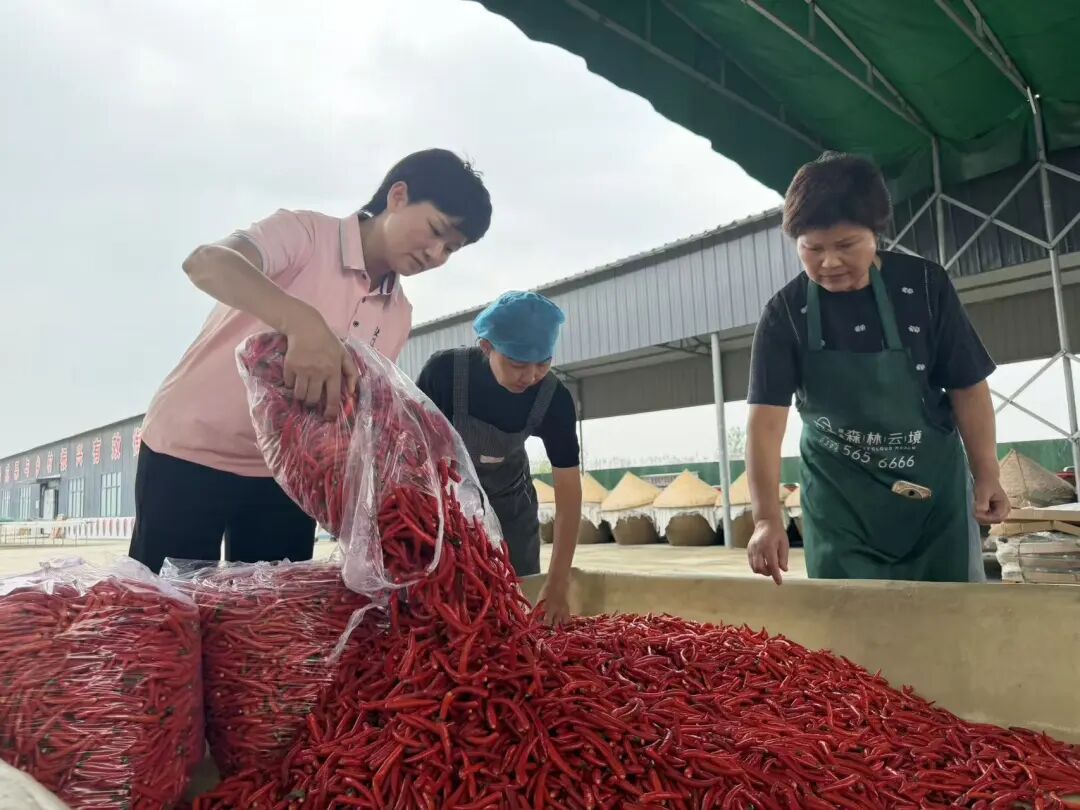 新蔡县小红椒链动新蔡特色农产品发展新路径
