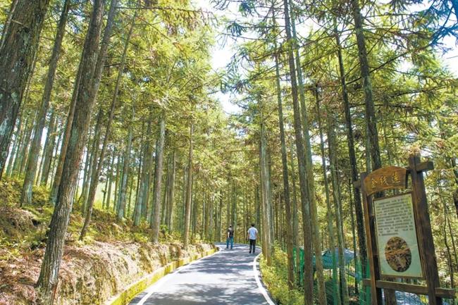 学习·故事丨青山变“金”山 习近平与三棵杉树的故事