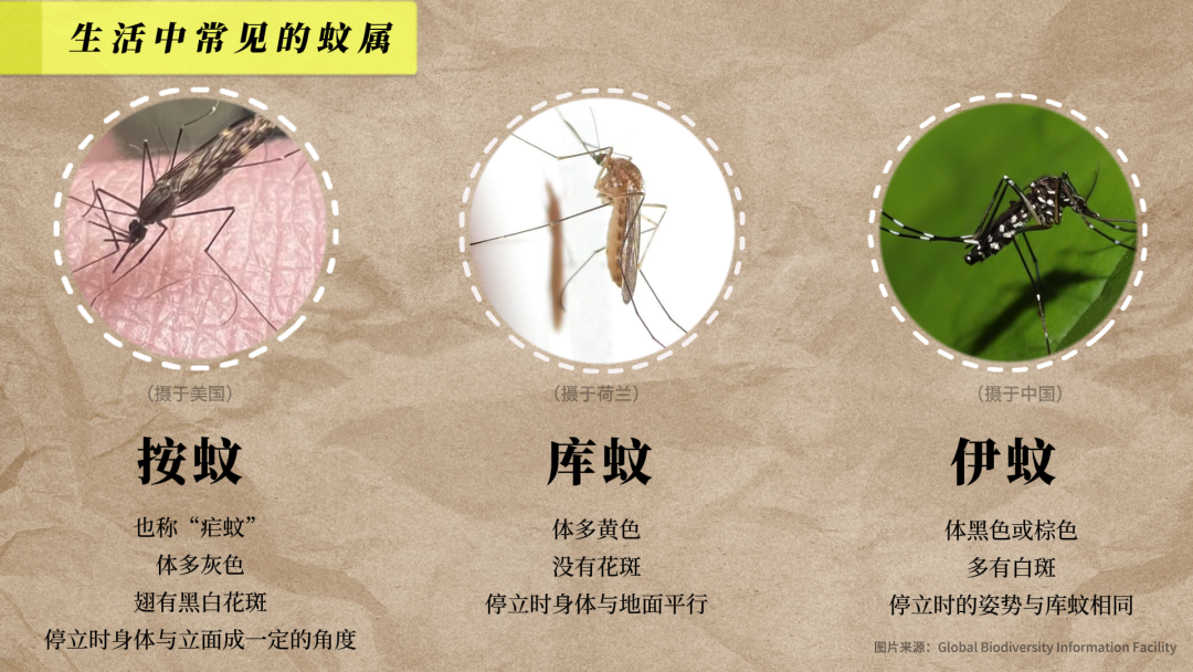 前所未“蚊”，气候变暖可能让蚊子更“疯狂”