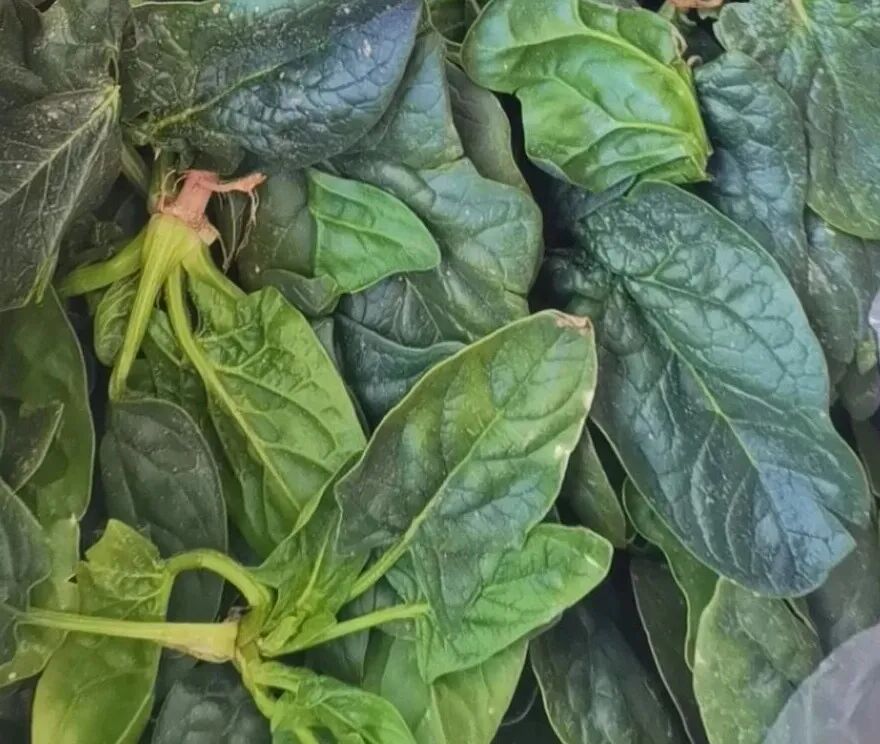 河南趴地菠菜 “站”起来了！它的营养价值，你知道吗？