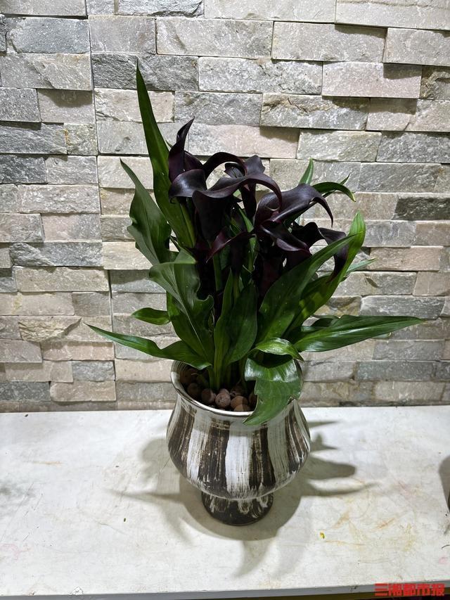 马年“本命花”马蹄莲C位出道 黑色马蹄莲成“黑马本马”