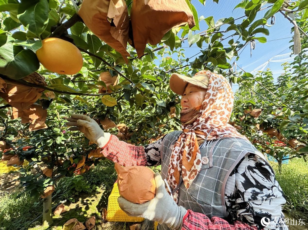 行进中国|梨乡“金果”链出甜蜜产业