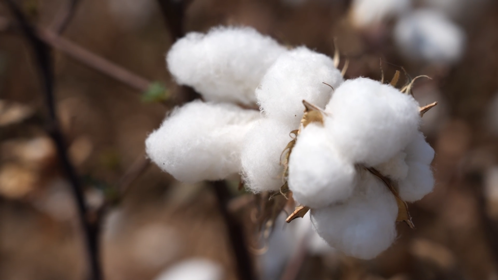 全球连线丨中塔农业合作：在小小棉花里找到通向幸福的路