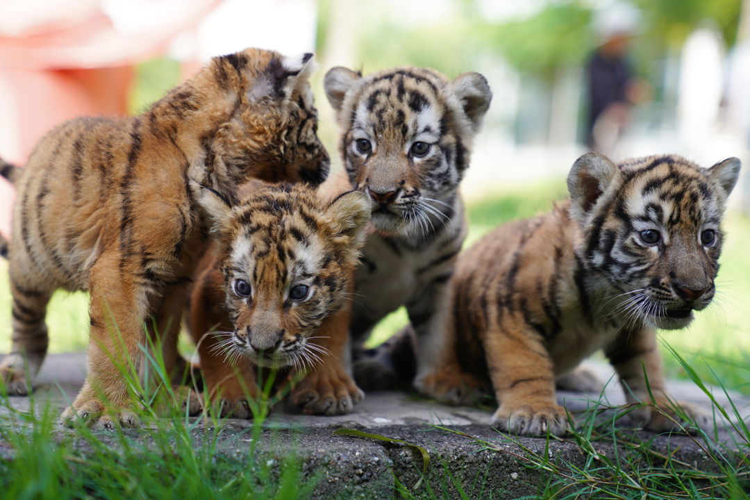 沁阳的小老虎小狮子将于国庆亮相
