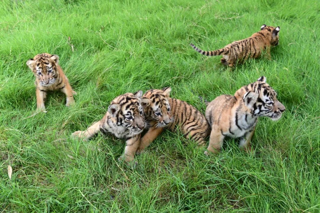 "幼崽天团"出笼!沁阳的小老虎小狮子将于国庆亮相