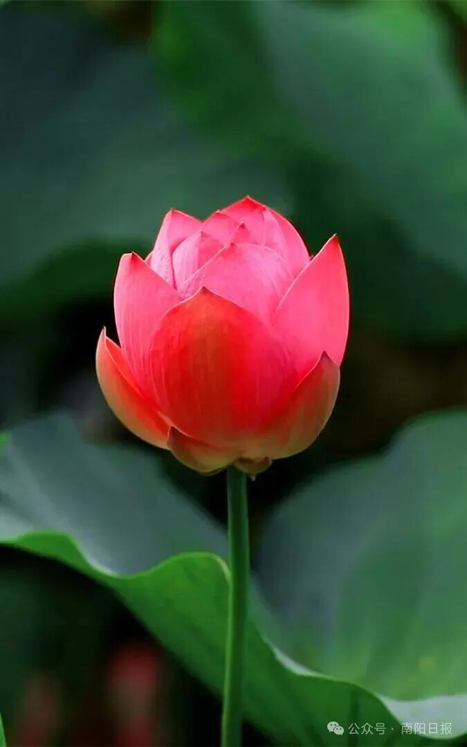 医圣祠紫薇花1.png