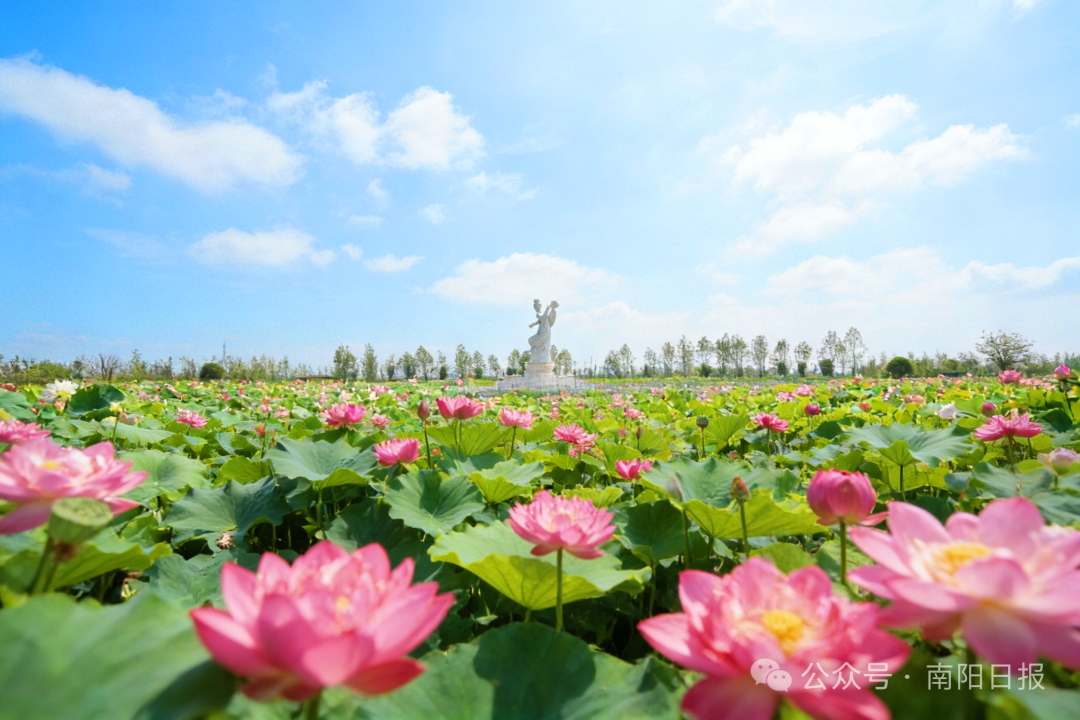七峰山绣球花3.jpg