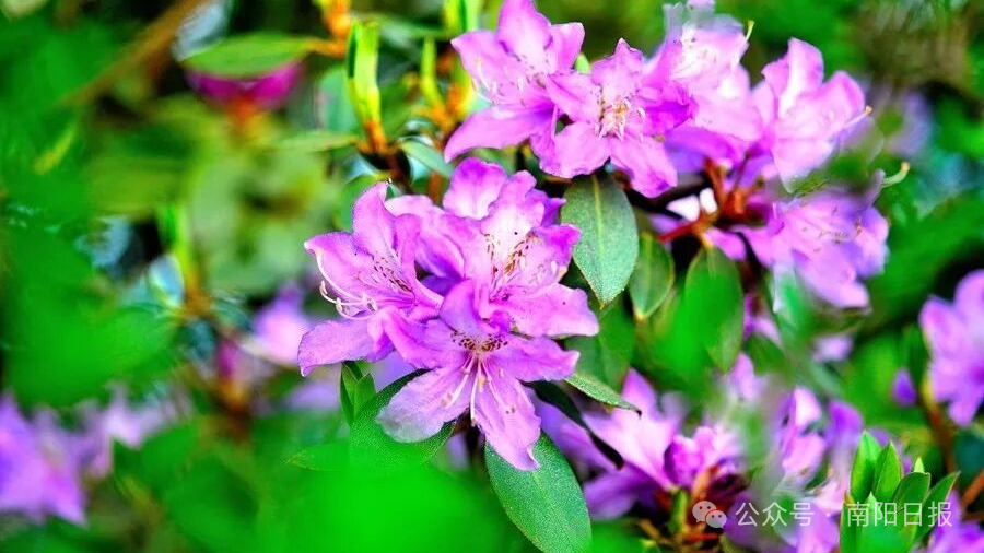 七峰山绣球花1.jpg