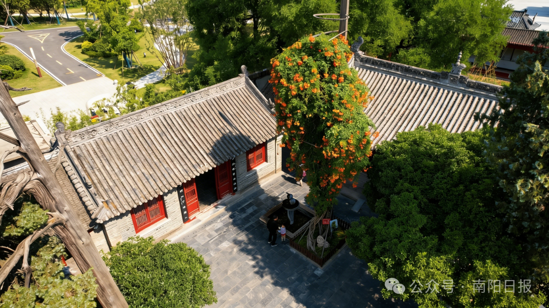 桐柏映山红.jpg