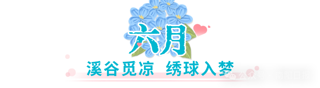 七峰山绣球花2.jpg