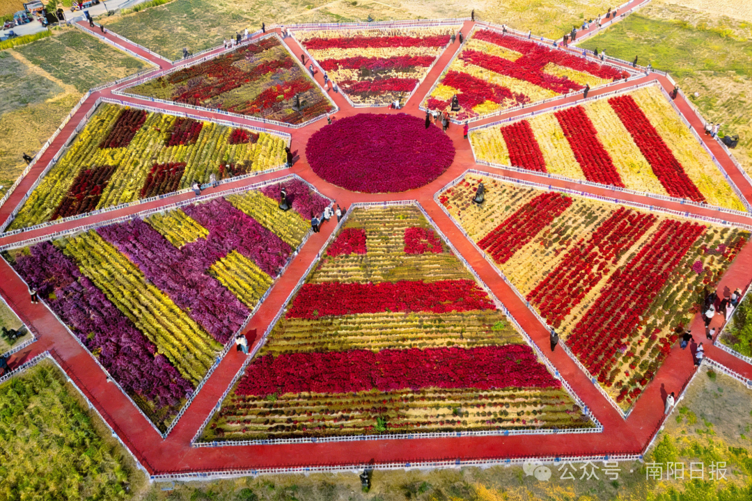 岞𪨰镇郦邑贡菊.jpg