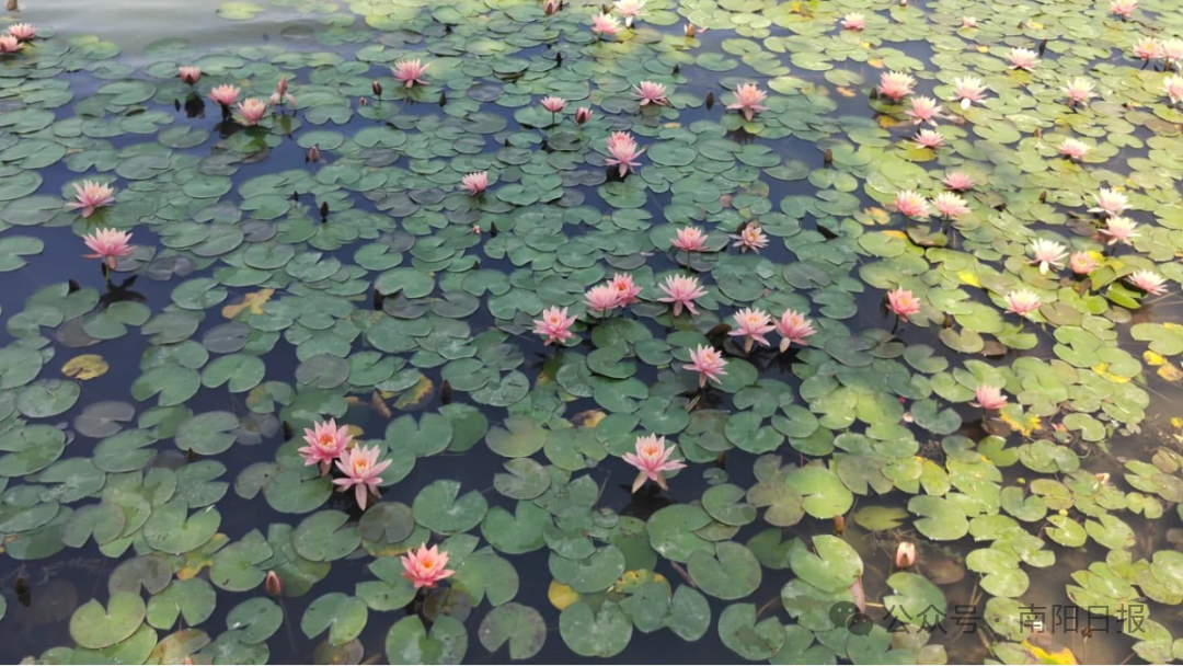 内乡县衙桂花.jpg
